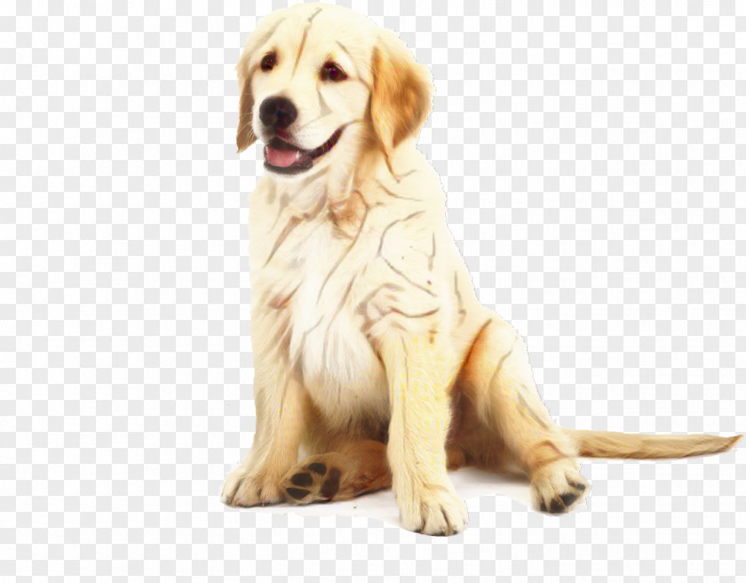 Fawn Rare Breed Dog Golden Retriever Background PNG