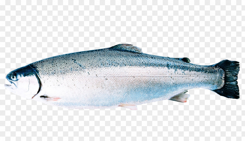 Fish Products Bass Salmon Oily Sockeye PNG