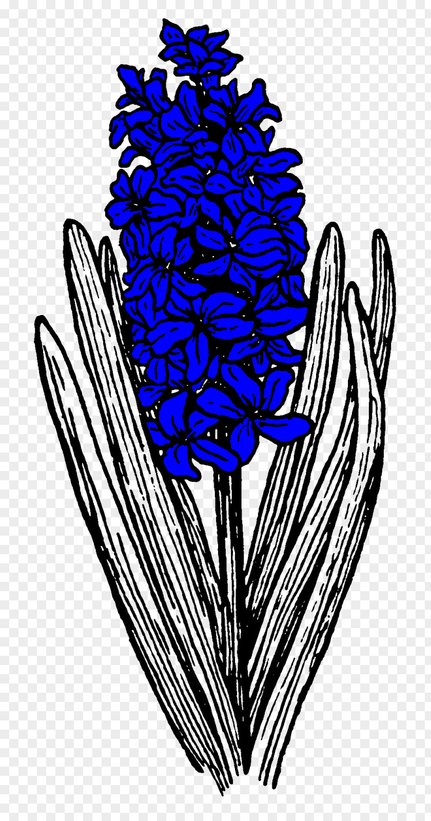 Hyacinth Hyacinthus Orientalis Free Clip Art PNG