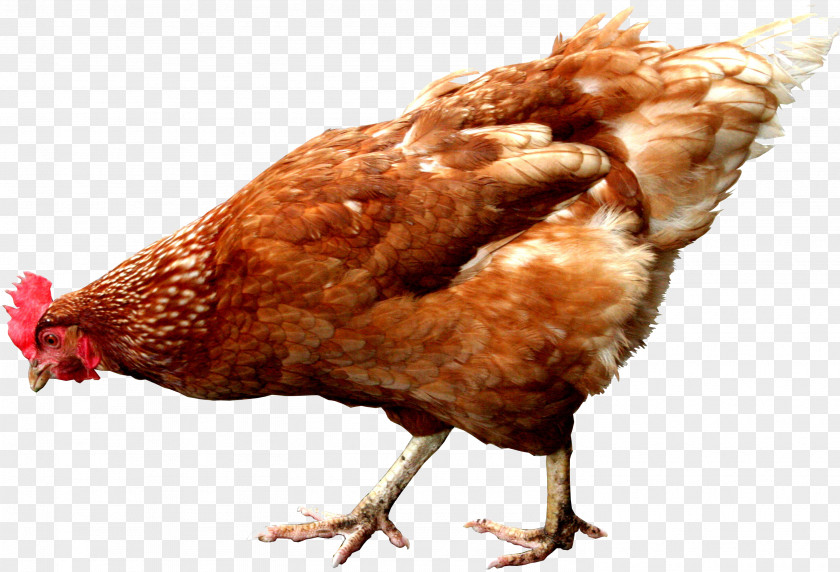 Our Chicken Hen Rooster Gamecock Egg PNG