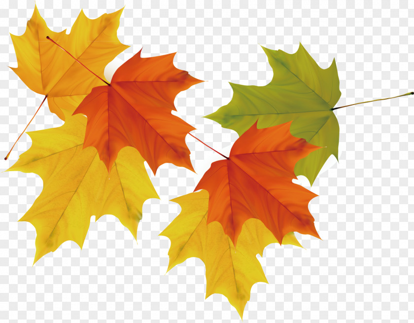 Vector Maple Leaf Picture Autumn PNG