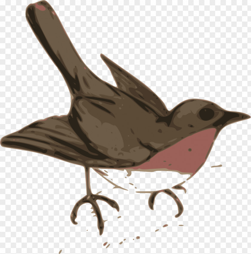 Birds Bird European Robin Cuckoos Clip Art PNG