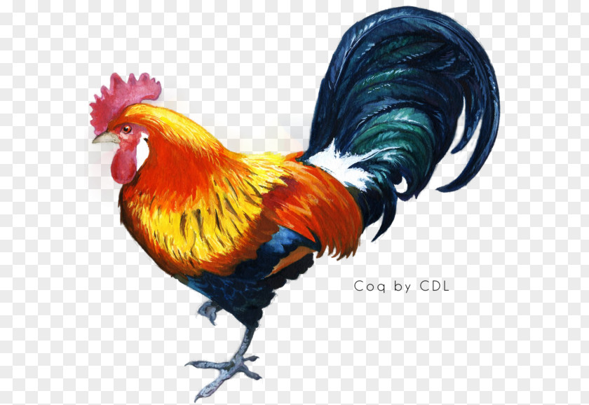 Dindon Kukkuta Sastra Chicken Star Vector Rooster PNG