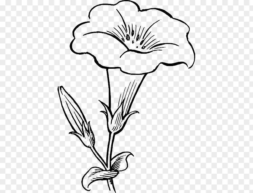Drawing Of Flowers Flower Black And White Clip Art PNG