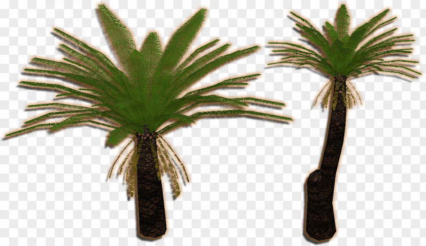 Eucalyptus Zoo Tycoon 2 Plant Arecaceae Cycad Tree PNG