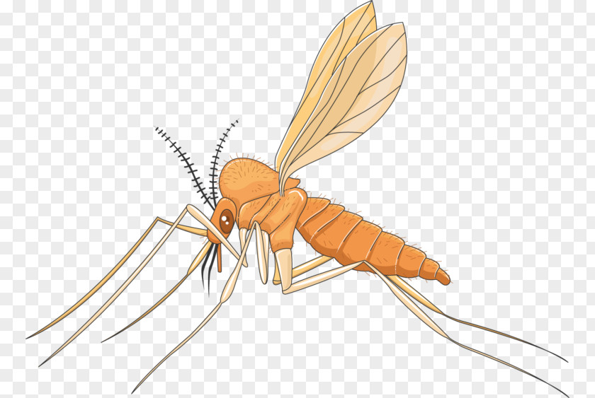 Mosquito Insect Pollinator PNG