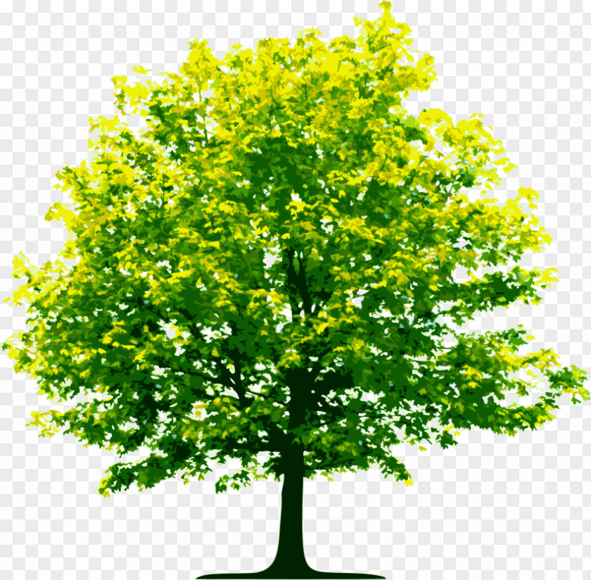 Tree Organization Image Birch PNG