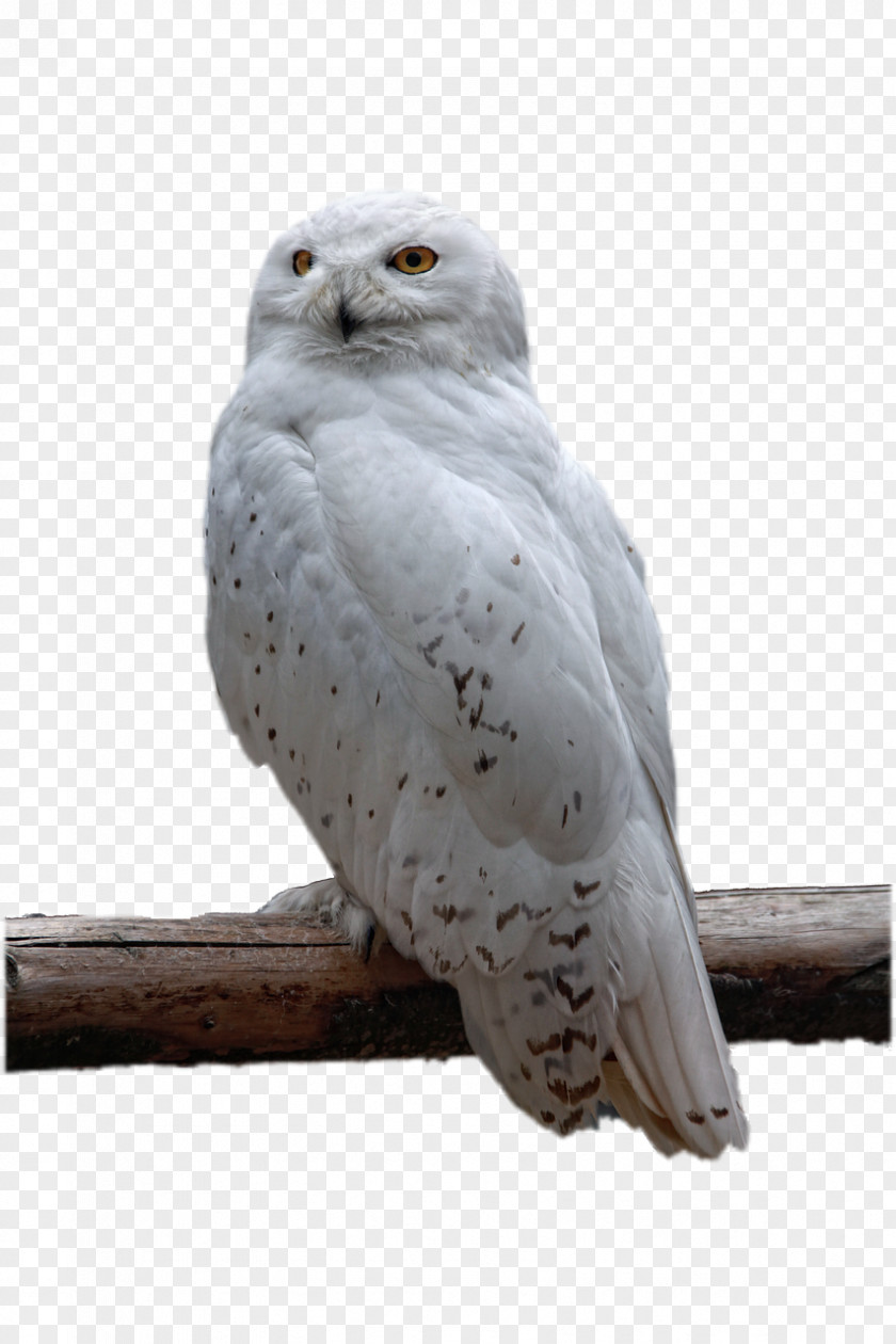 White Owl Bird Download PNG