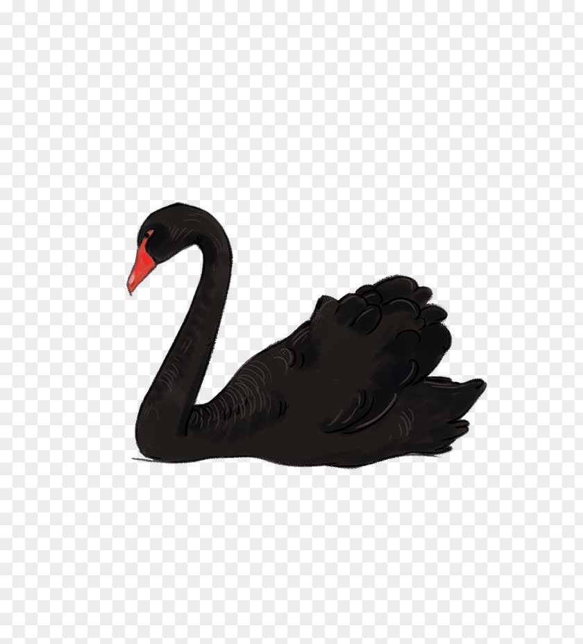 Zq Black Swan Mute Water Bird Goose PNG