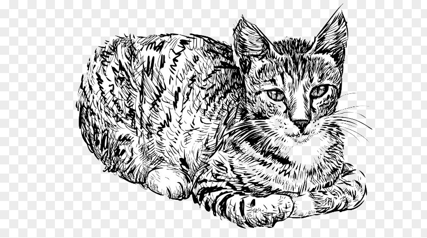 Hand Drawn Cat Image Kitten Drawing PNG