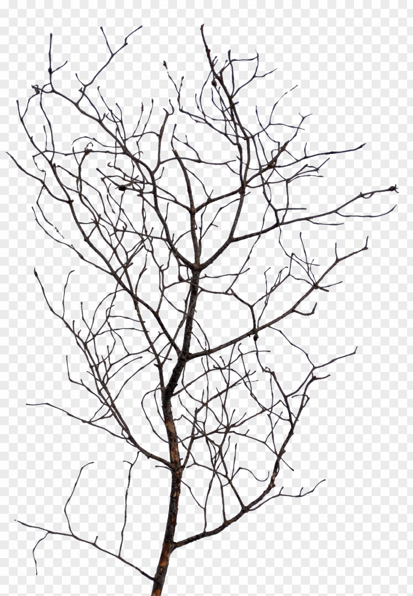 Leaf Twig Line Art Drawing Plant Stem PNG
