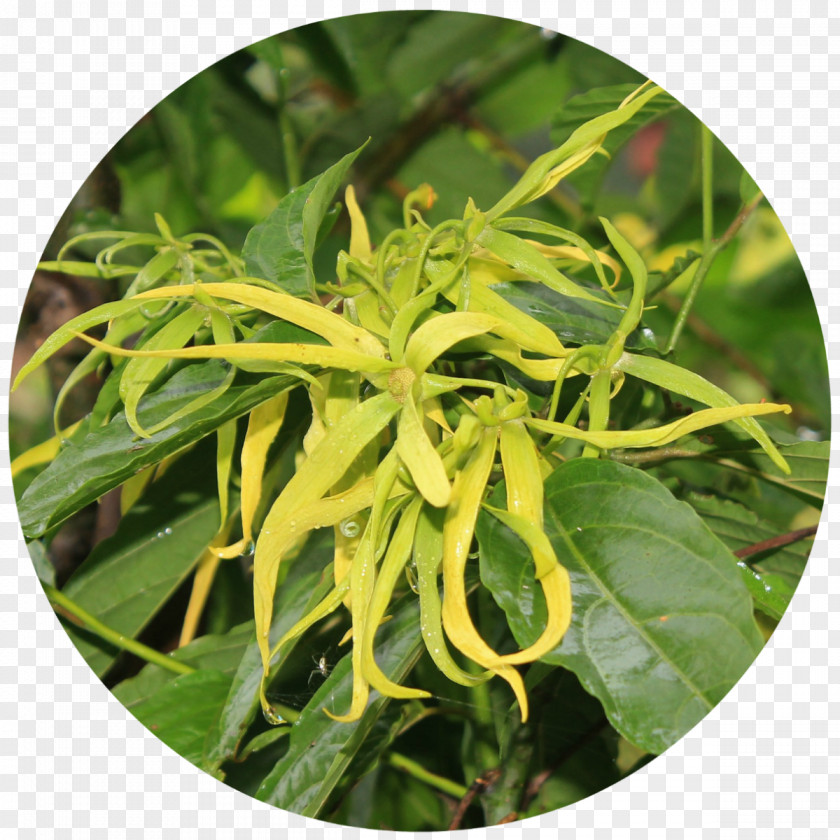 Oil Cananga Odorata Essential Flower Perfume PNG