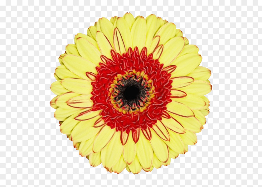 Artificial Flower Zinnia Flowers Background PNG