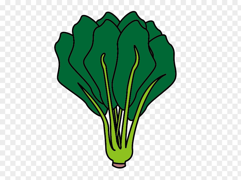 Bayam Ecommerce Leaf Parsley Green Produce Vegetable PNG