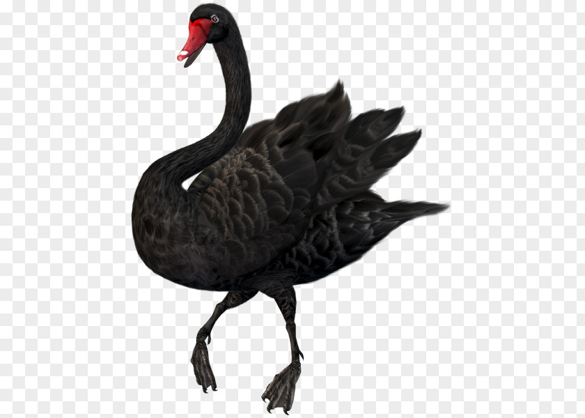 Mute Swan Black Clip Art PNG