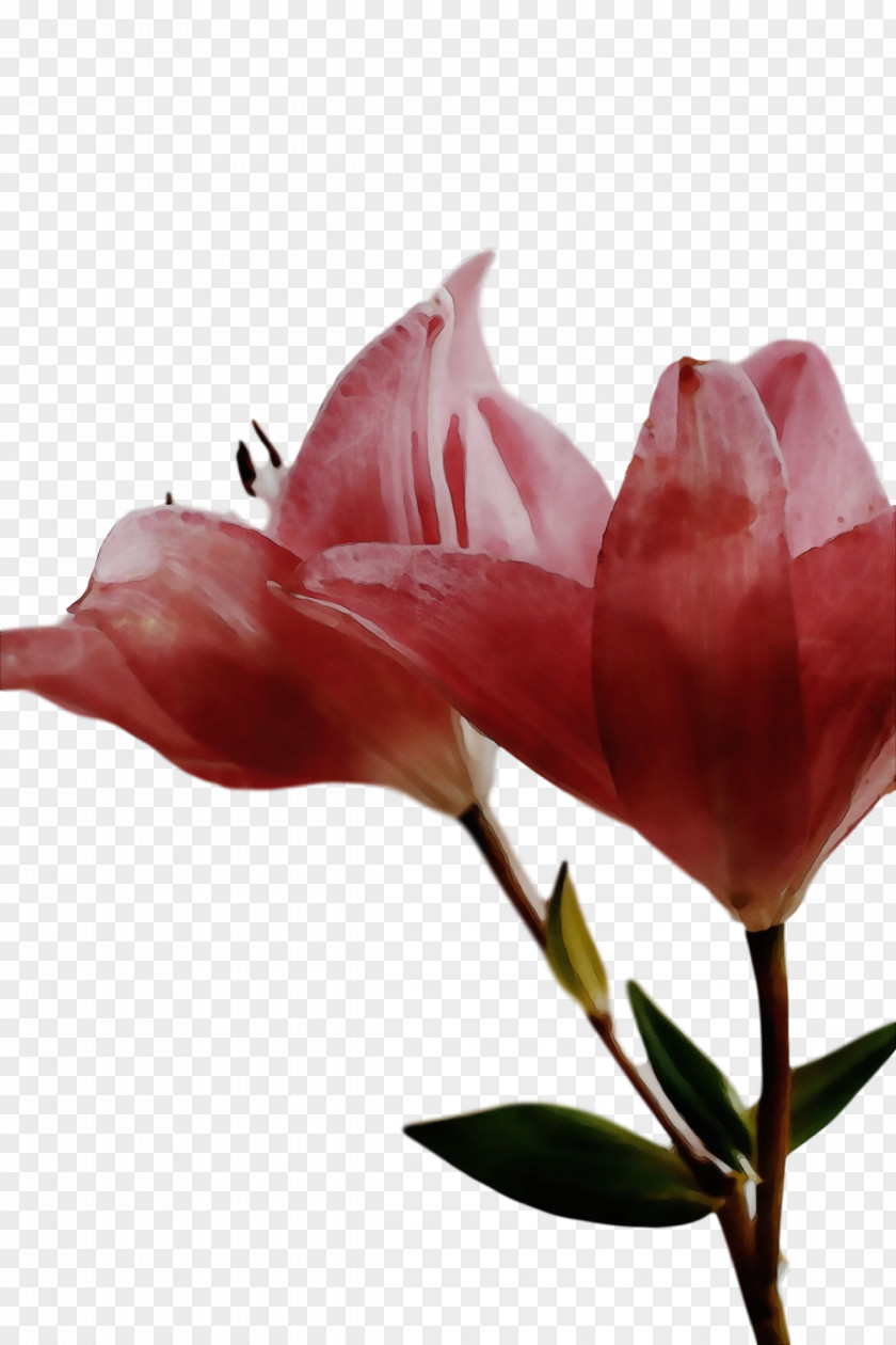 Royalty-free Close-up Flower Cut Flowers Plants PNG