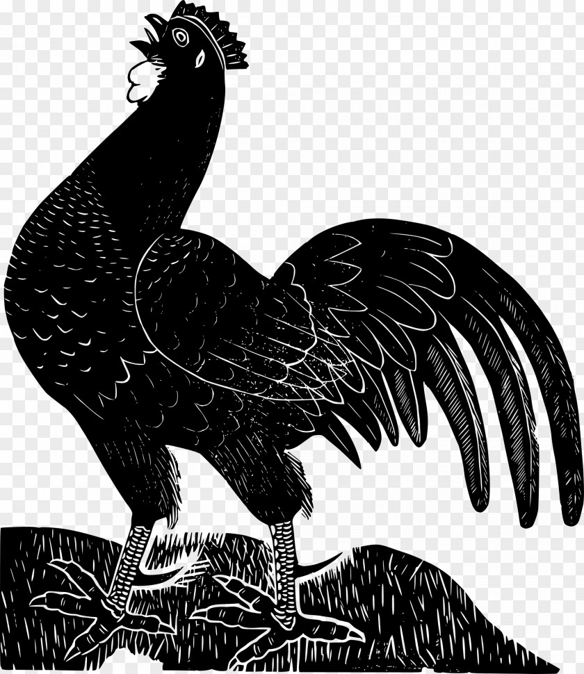 Cock Ayam Cemani Leghorn Chicken Rooster Clip Art PNG