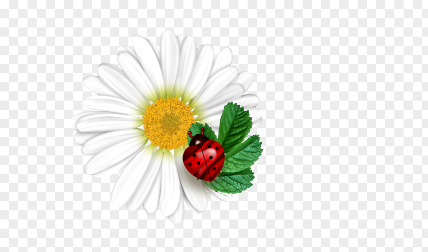 Flower Common Daisy Desktop Wallpaper Ladybird Transvaal PNG