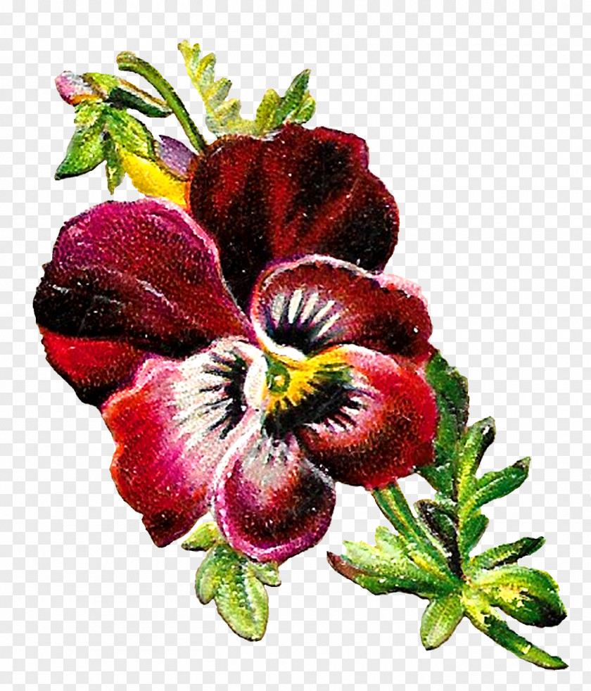 Flower Pansy Shades Of Purple Botany PNG
