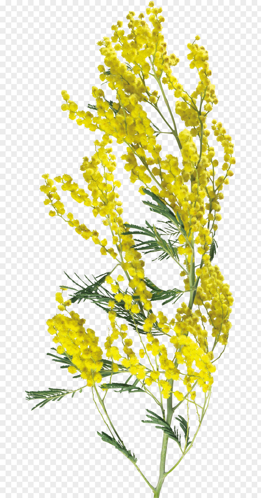 Mimosa Flower Acacia Dealbata Clip Art PNG