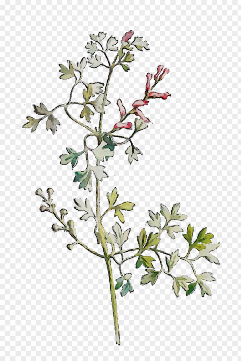 Twig Plant Stem Subshrub Cut Flowers PNG