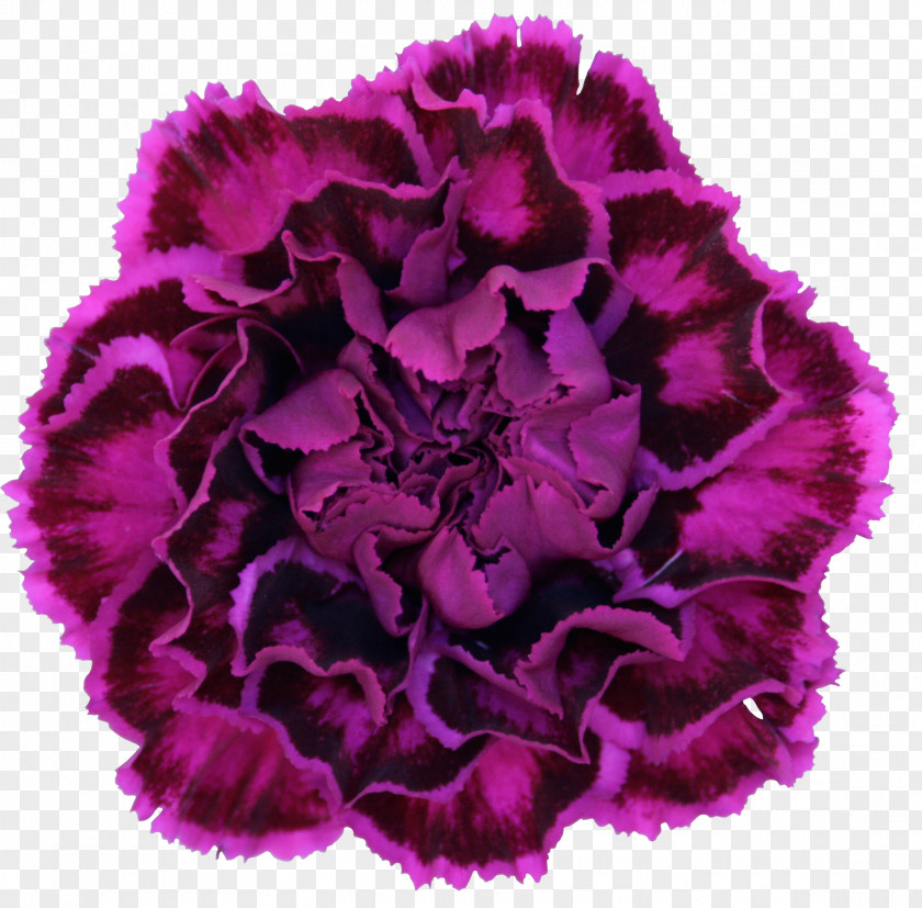 Carnation Flowers Flower Violet Purple Dianthus Chinensis PNG