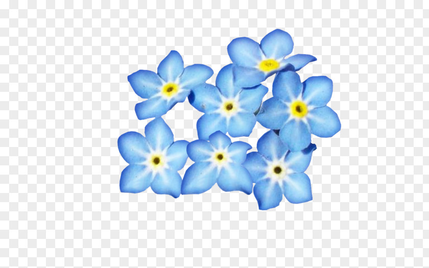 Flower Blue Petal Clip Art PNG
