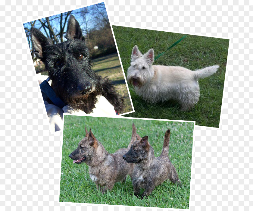 Puppy Norwich Terrier Scottish Cairn Pumi Dog PNG