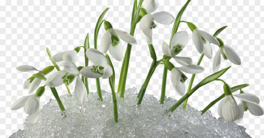 Snowdrops Snowdrop Desktop Wallpaper Primrose Flowering Plant PNG