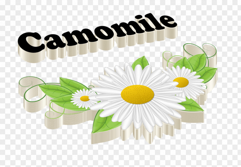Chamomile Flower PNG