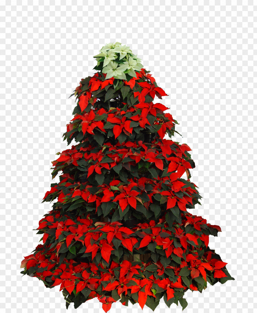 Christmas Tree Poinsettia Day PNG