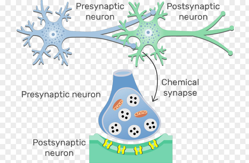 Electrical Synapse Neuron Postsynaptic Potential Chemical PNG