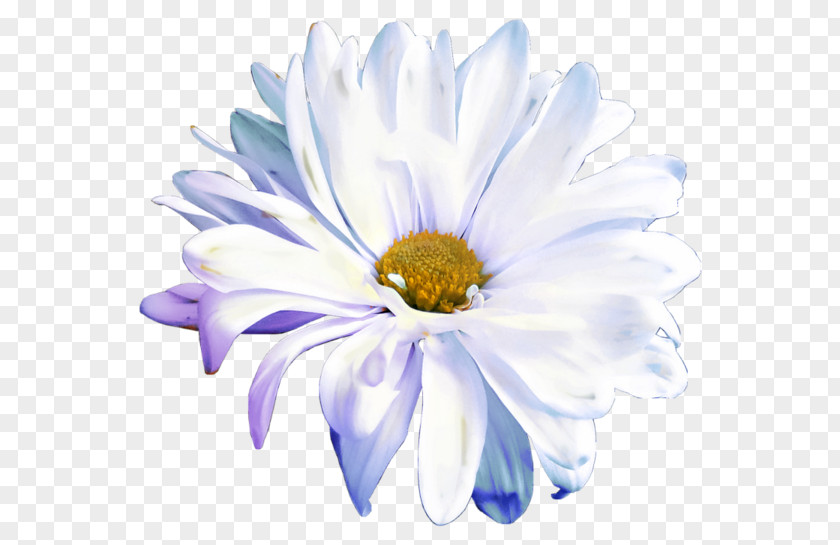 Flower Cut Flowers Petal Bouquet PNG