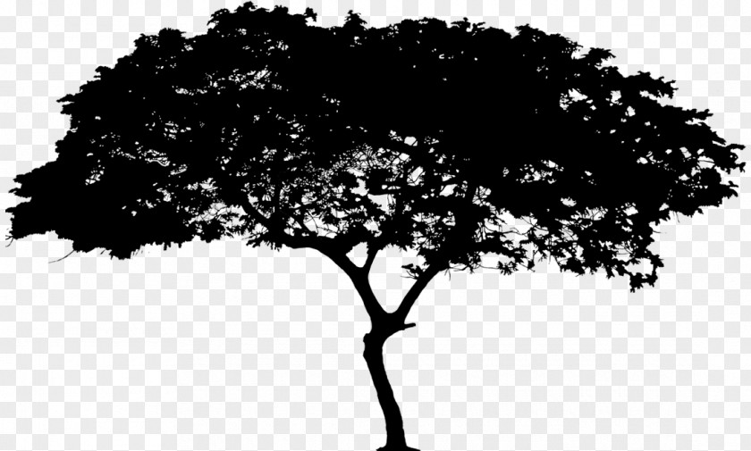 Plant Stem Arbor Day Oak Tree Silhouette PNG