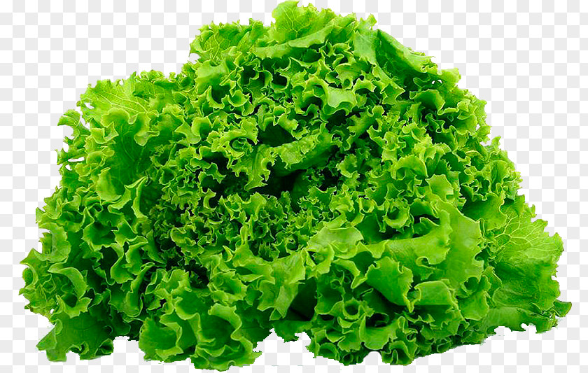 Product Leaf Vegetable Salad Butterhead Lettuce Iceberg Romaine PNG