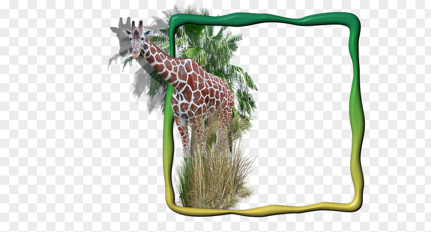 Tea Bagging A Man Giraffe Picture Frames Image Clip Art Digital Photo Frame PNG