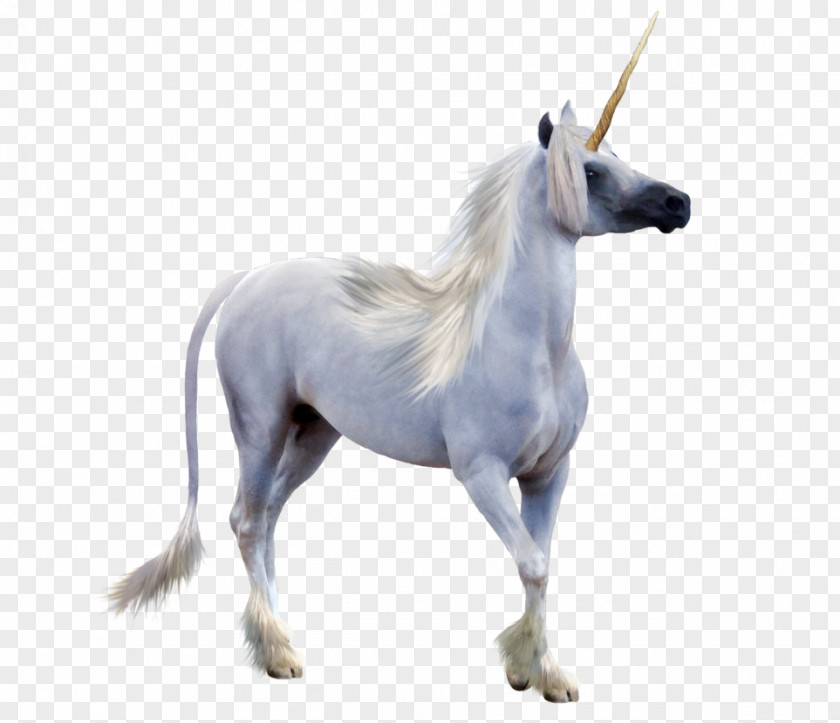 Unicorn Horn Winged Pegasus PNG