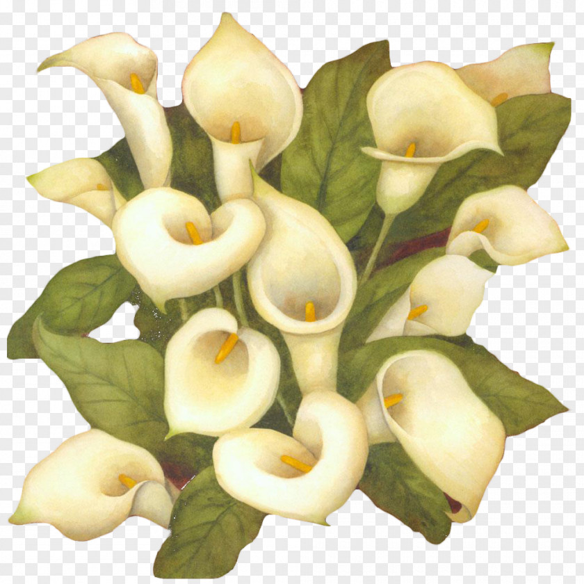 White Calla Flower Bouquet The Art Of Painting Arum-lily PNG