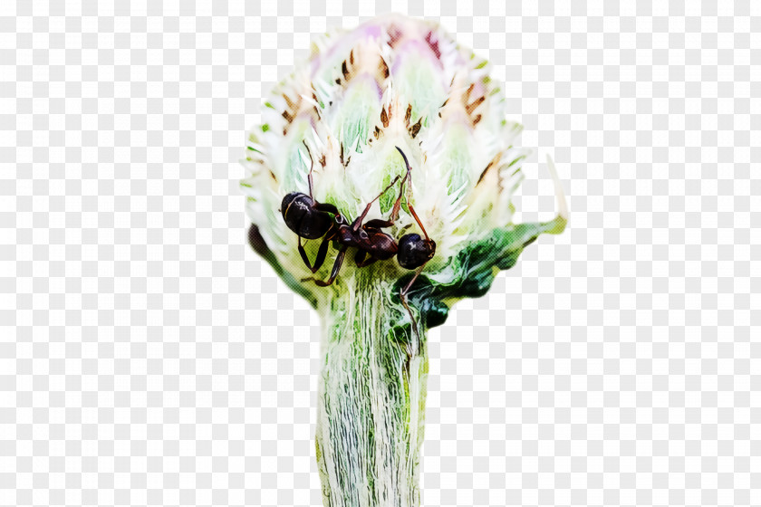 Cut Flowers Insect Flower PNG