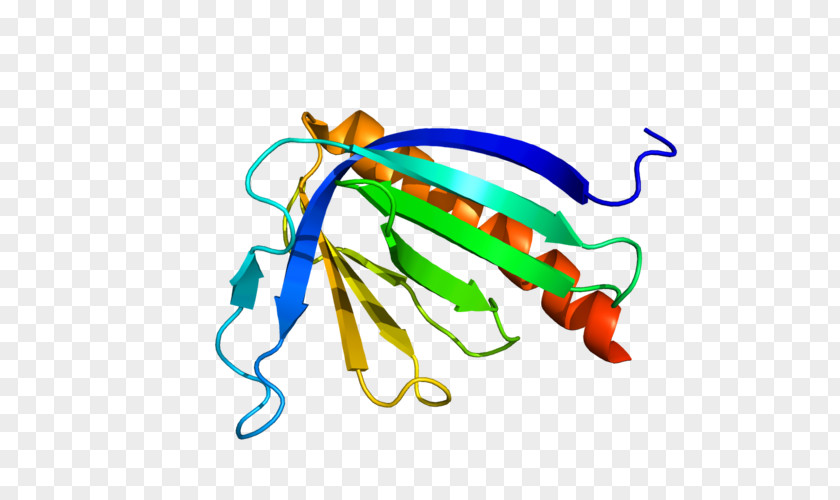 HOMER3 HOMER1 Scaffold Protein Gene PNG