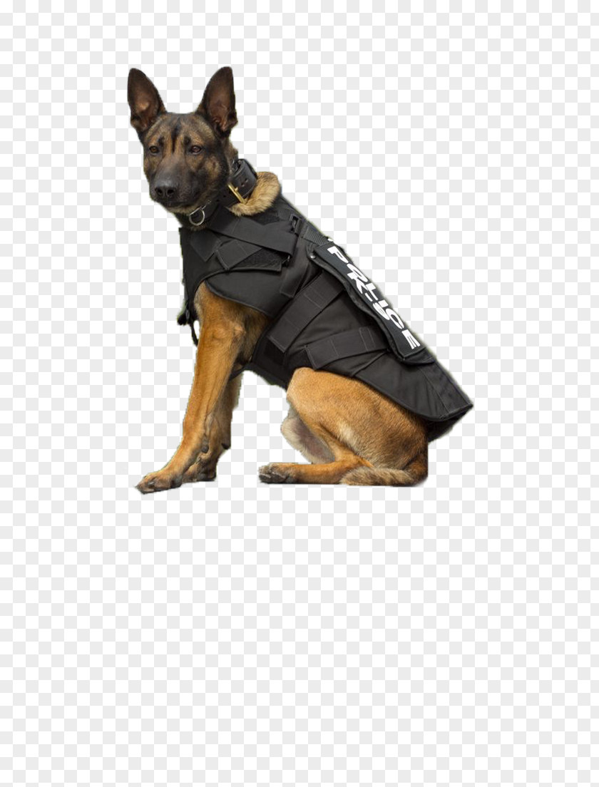 Police Dog German Shepherd Puppy Poodle Breed PNG