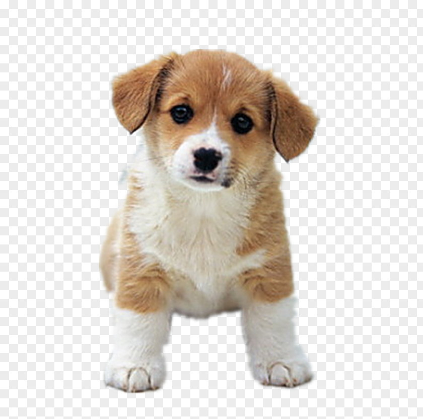 Pretty Adorable Puppy Stay Beagle Golden Retriever Dalmatian Dog Siberian Husky Labrador PNG