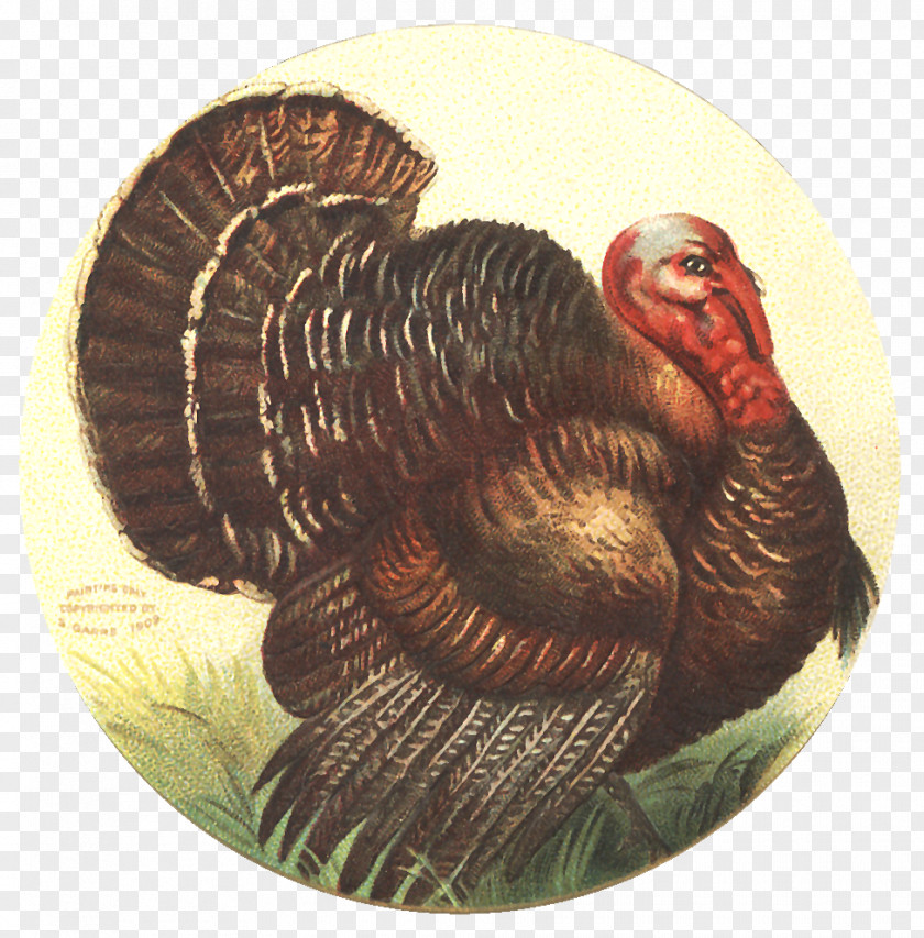 Thanksgiving Wild Turkey Domestic Meat PNG