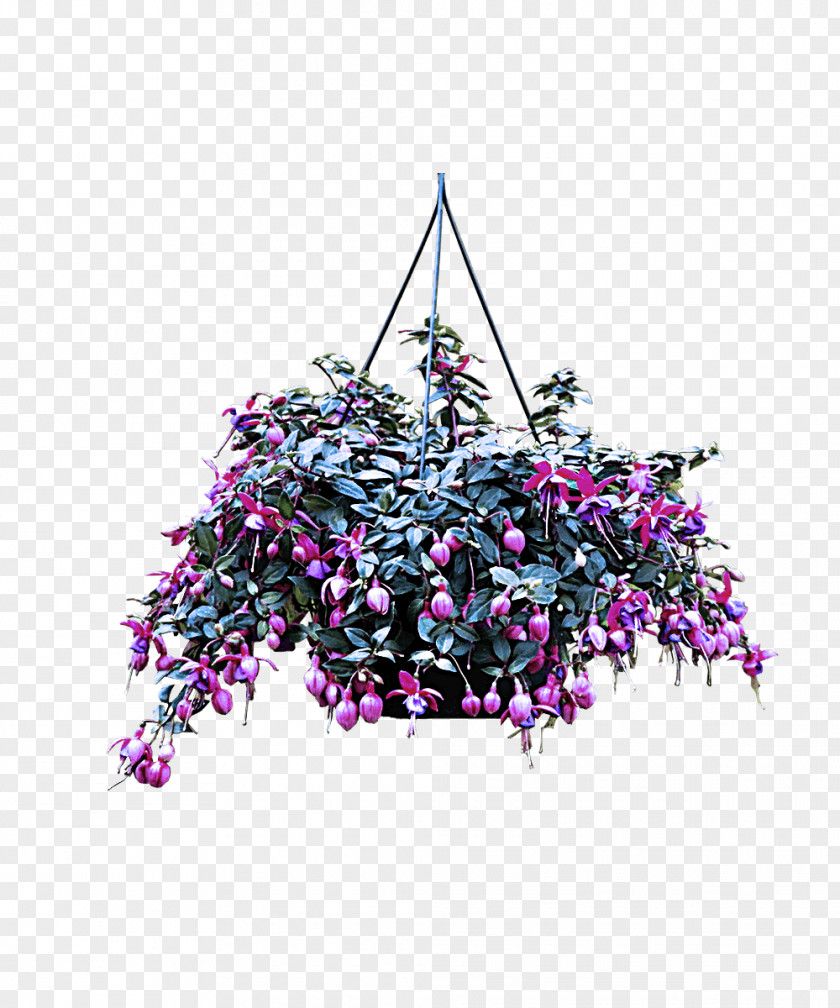 Tree Flower Purple Violet Plant PNG