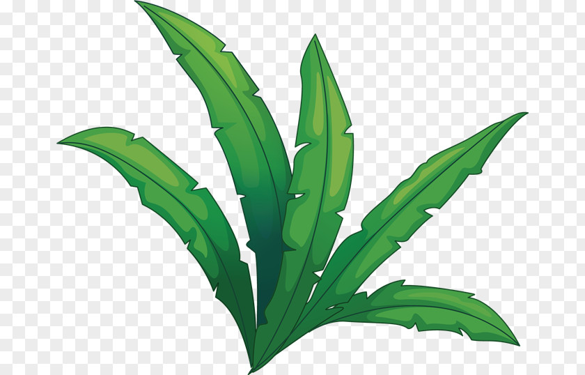 Zedoary Herb Lily Flower Cartoon PNG