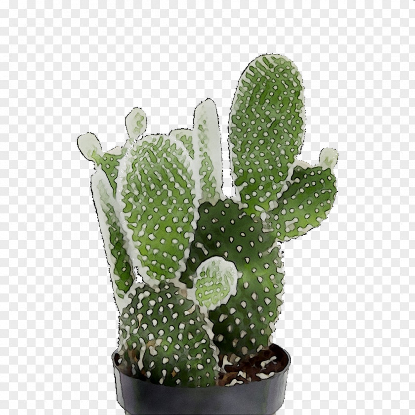 Barbary Fig Eastern Prickly Pear Triangle Cactus Flowerpot Houseplant PNG