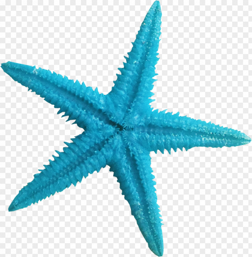 Beautiful Blue Starfish Color Clip Art PNG