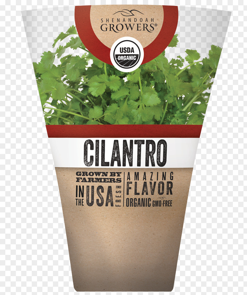 CILANTRO Herb Coriander Organic Food Flavor Seed PNG