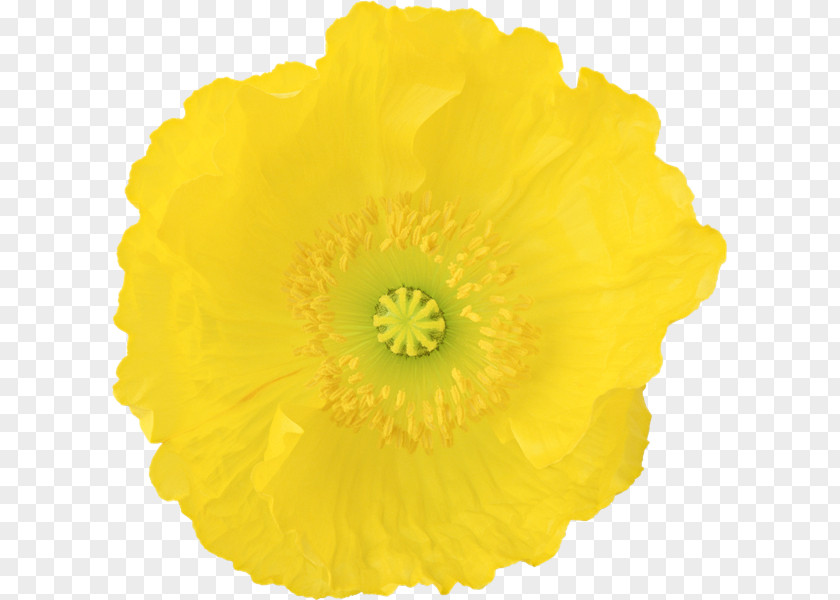 Flower Download PNG