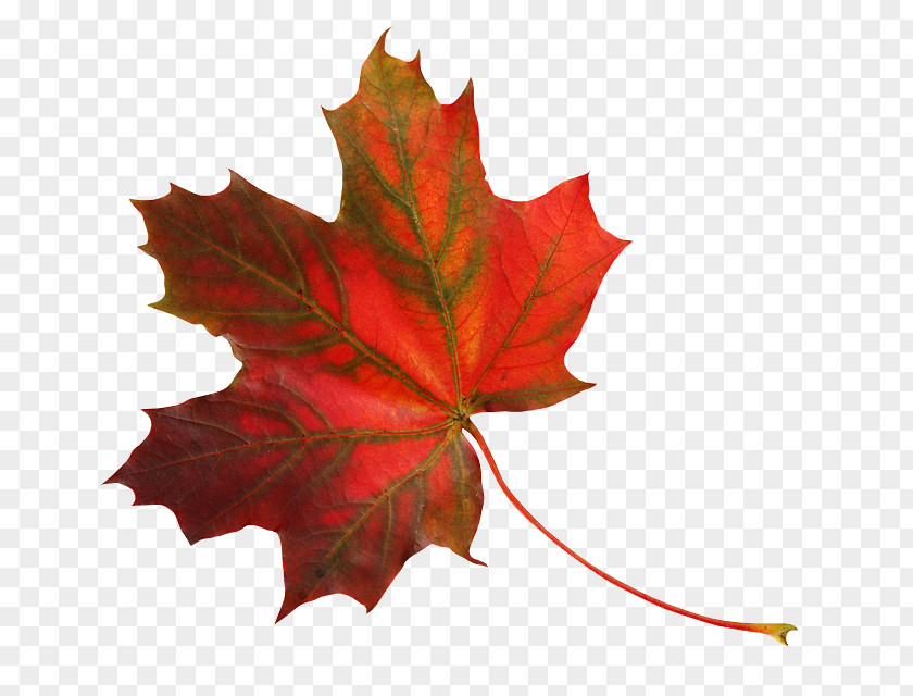 Greenwood Clipart Maple Leaf Raster Graphics Editor Clip Art PNG